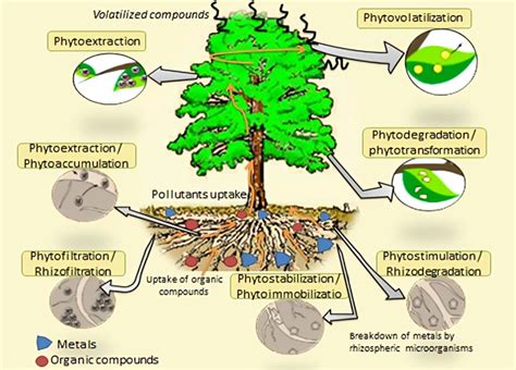 植物吸收重金屬|六種植物吸收重金屬之植生復育法研究 = Phytoremediation of。